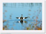 Isokoskelo_Mergus merganser_Goosander * 2618 x 1817 * (3.45MB)
